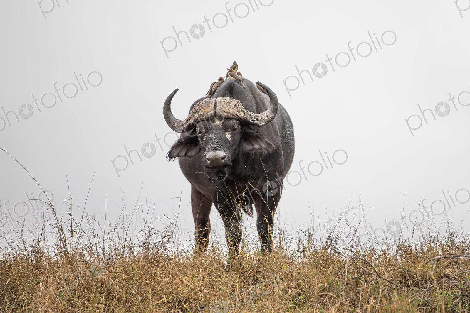 Buffalo at eye level, Syncerus caffer.