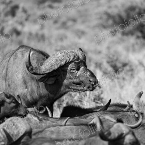 Buffalo bull, Syncerus caffer, with tongue out, in black and white.