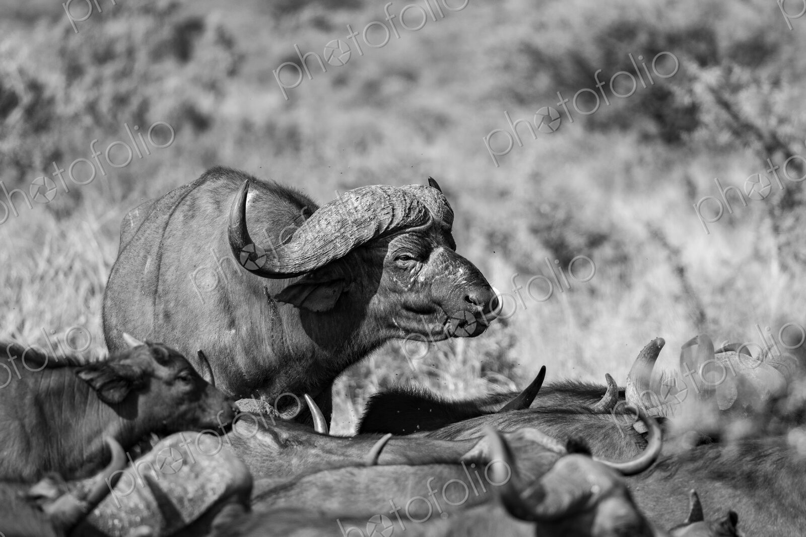 Buffalo bull, Syncerus caffer, with tongue out, in black and white.