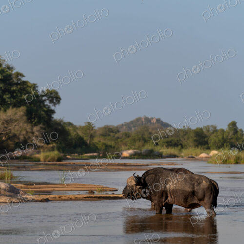 Buffalo bulls, Syncerus caffer, walking through the water.