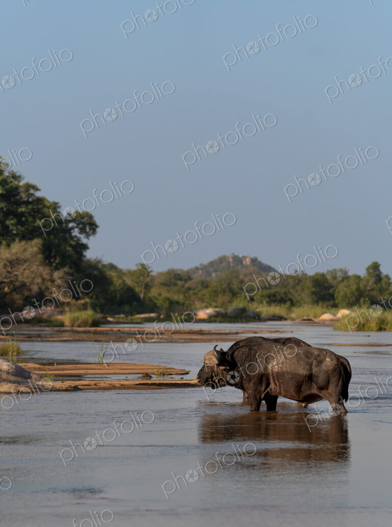 Buffalo bulls, Syncerus caffer, walking through the water.
