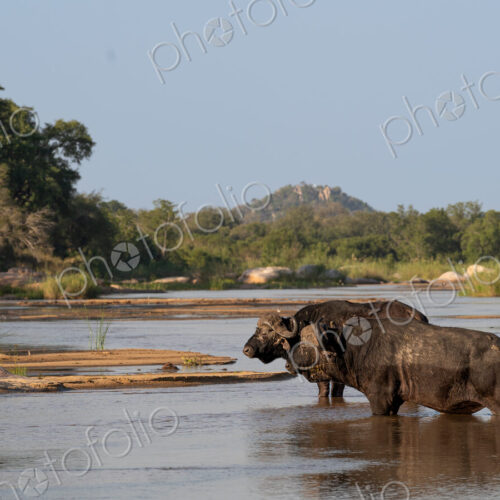 Buffalo bulls, Syncerus caffer, walking through the water.
