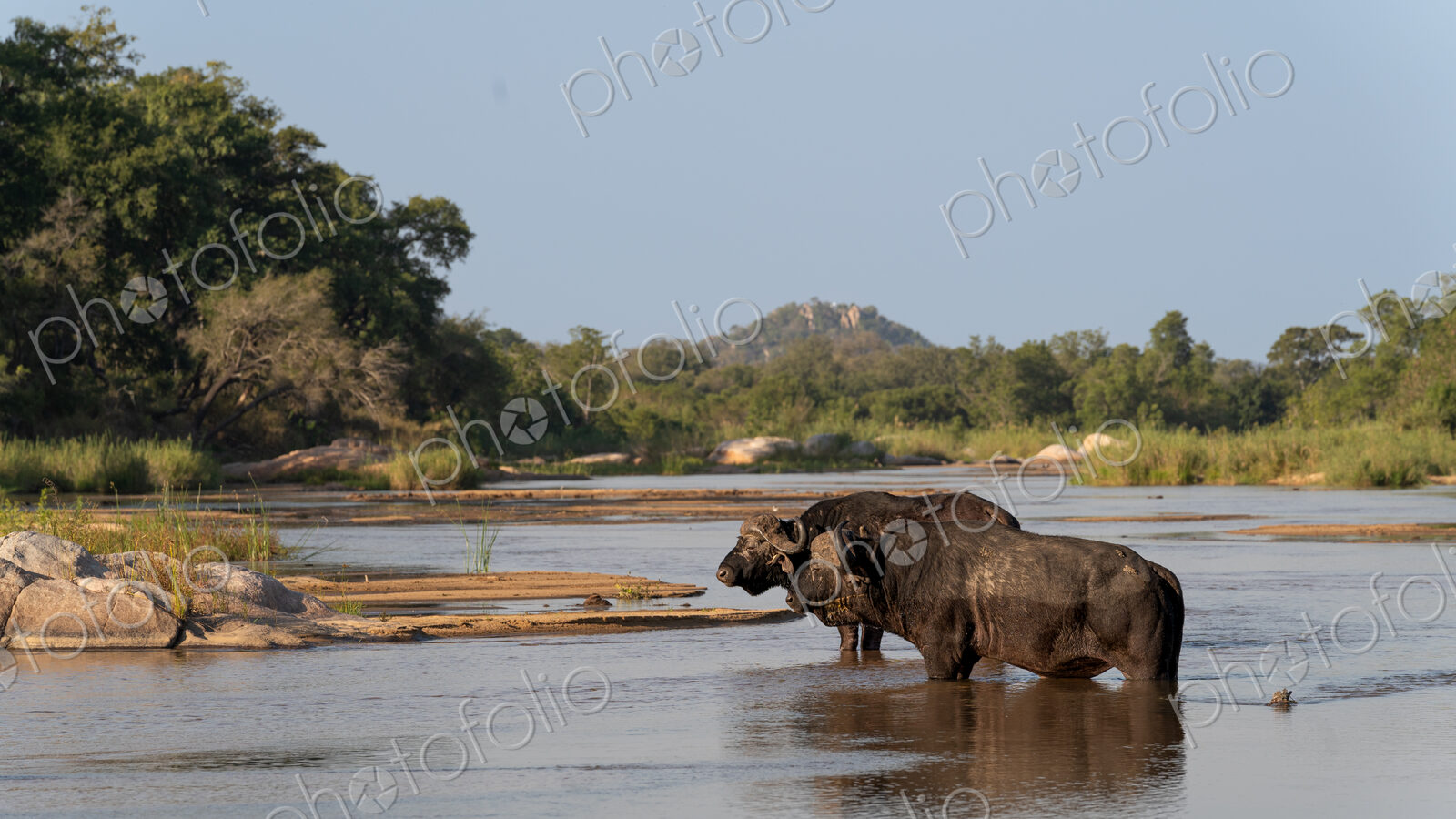 Buffalo bulls, Syncerus caffer, walking through the water.