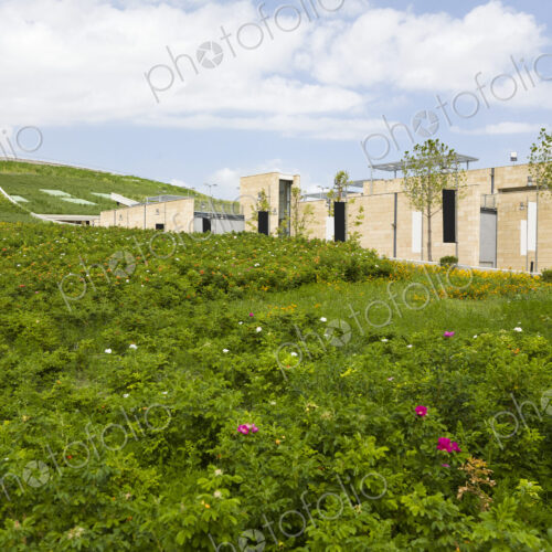 Building In Green Field Building In Green Field