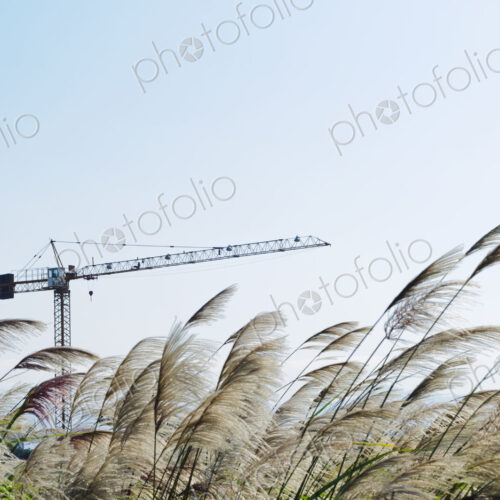 Building on wasteland or disused site, and wild grasses being blown in the wind Building on wasteland or disused site, and wild grasses being blown in the wind