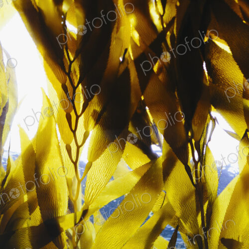Bull kelp in the water in an enclosure at Monterey Bay Aquarium. View looking up… Bull kelp in the water in an enclosure at Monterey Bay Aquarium. View looking up…