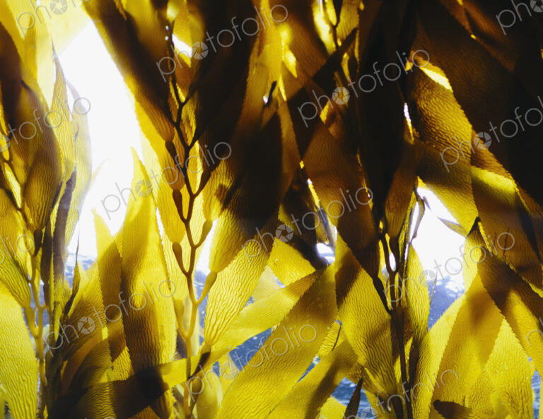 Bull kelp in the water in an enclosure at Monterey Bay Aquarium. View looking up…