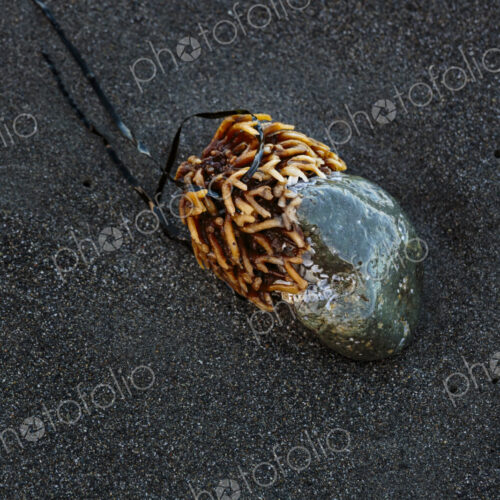 Bull kelp stipe, an annual seaweed growth, attached to a rock on sandy beach Bull kelp stipe, an annual seaweed growth, attached to a rock on sandy beach