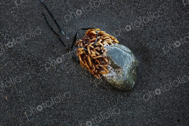 Bull kelp stipe, an annual seaweed growth, attached to a rock on sandy beach