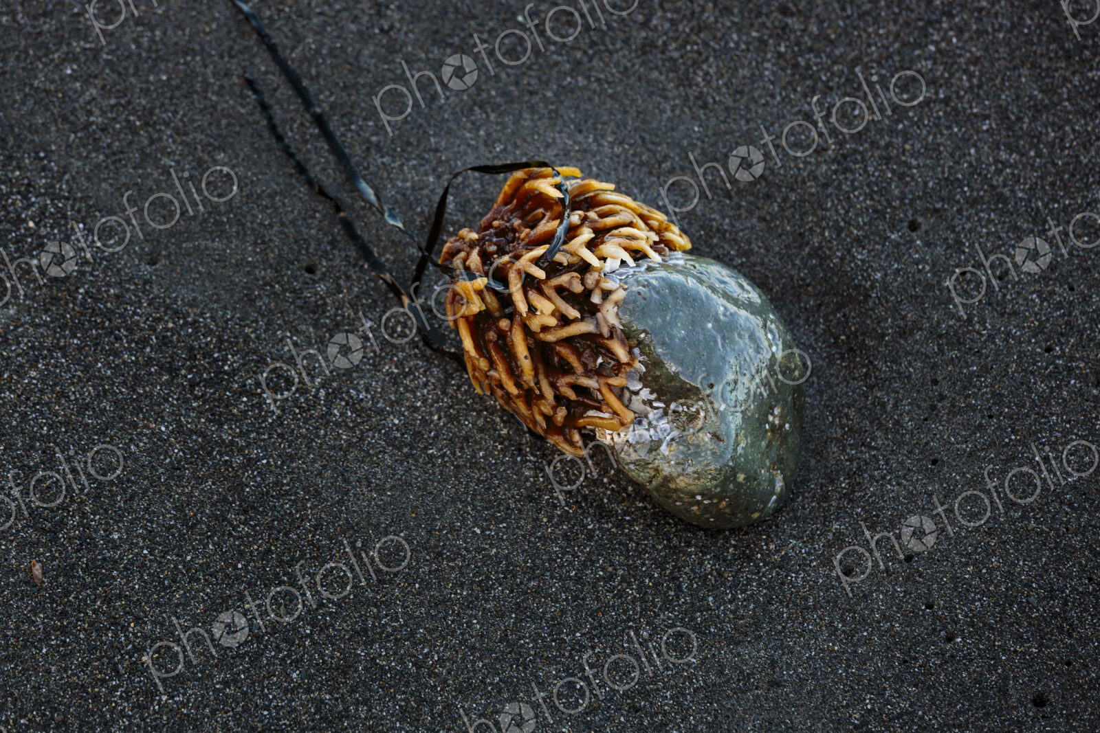 Bull kelp stipe, an annual seaweed growth, attached to a rock on sandy beach