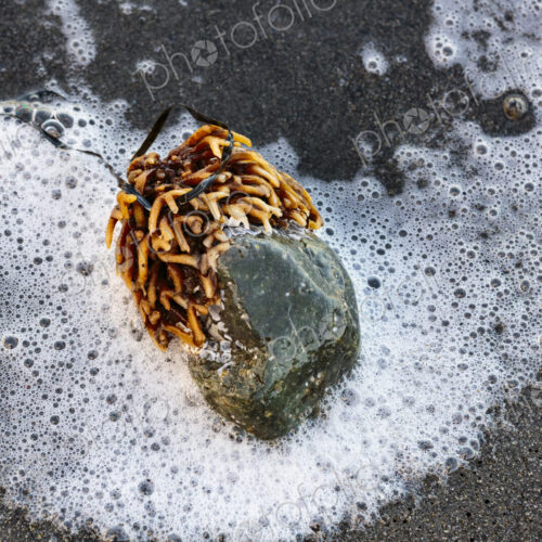 Bull kelp stipe, an annual seaweed growth, attached to a rock on sandy beach Bull kelp stipe, an annual seaweed growth, attached to a rock on sandy beach