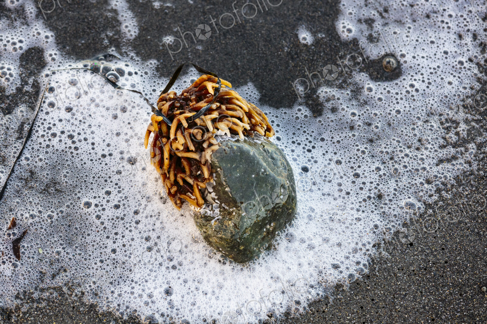 Bull kelp stipe, an annual seaweed growth, attached to a rock on sandy beach