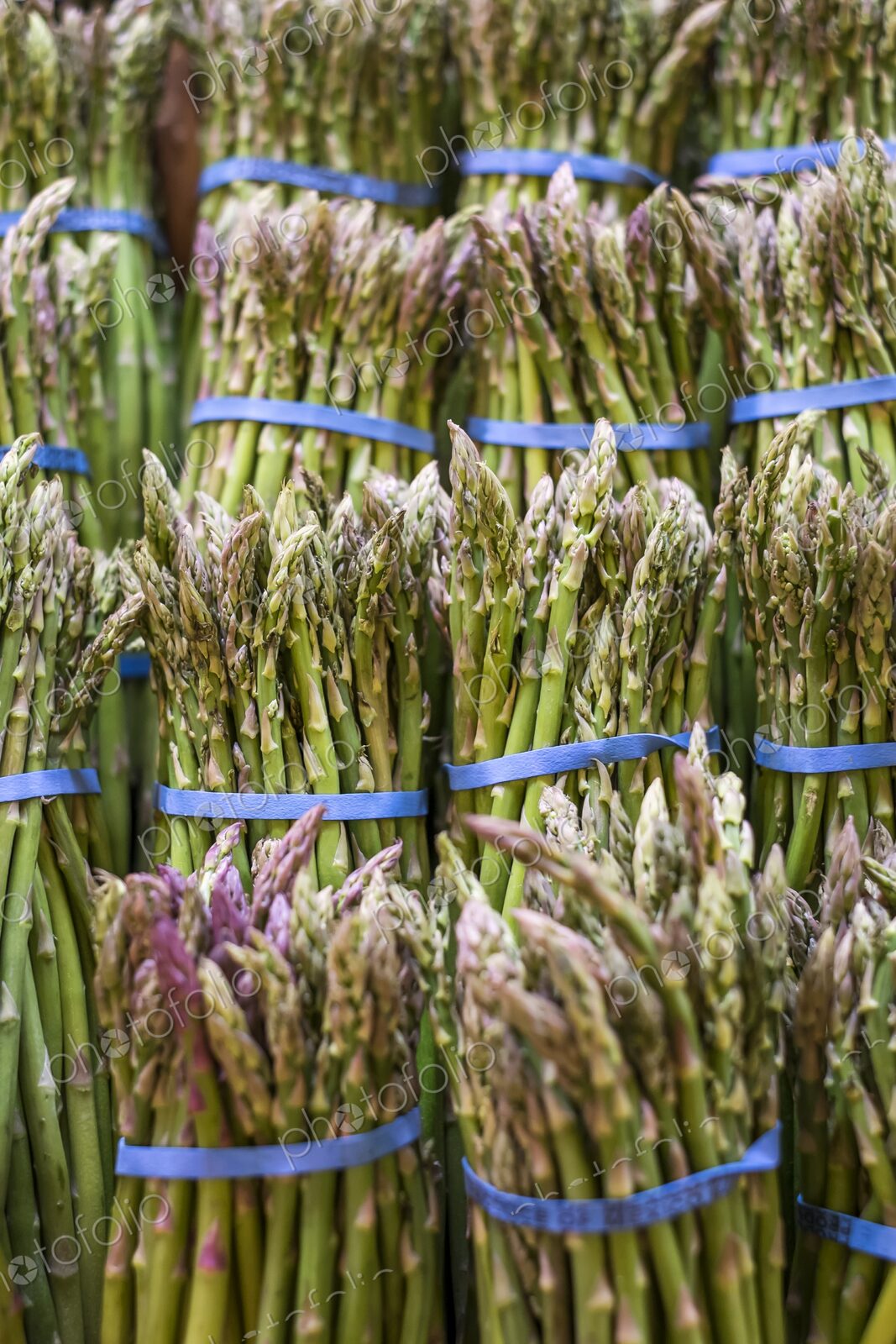 Bundles of fresh green asparagus tied with blue bands, displayed for sale at a farmers…