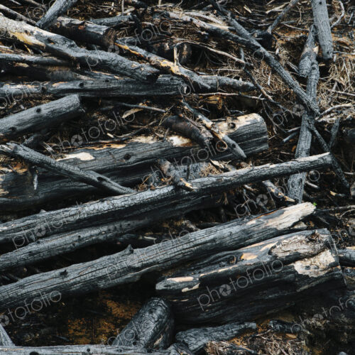 Burned logs and debris from clear cut forest, Olympic NF