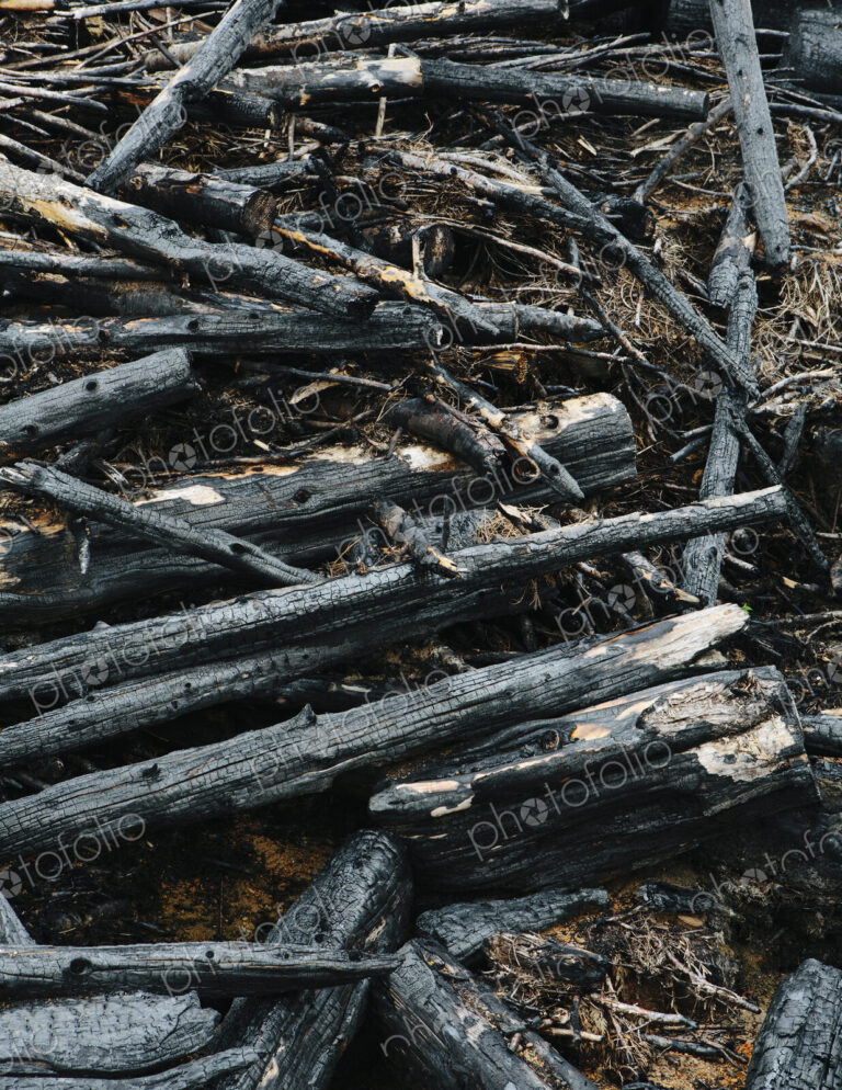 Burned logs and debris from clear cut forest, Olympic NF