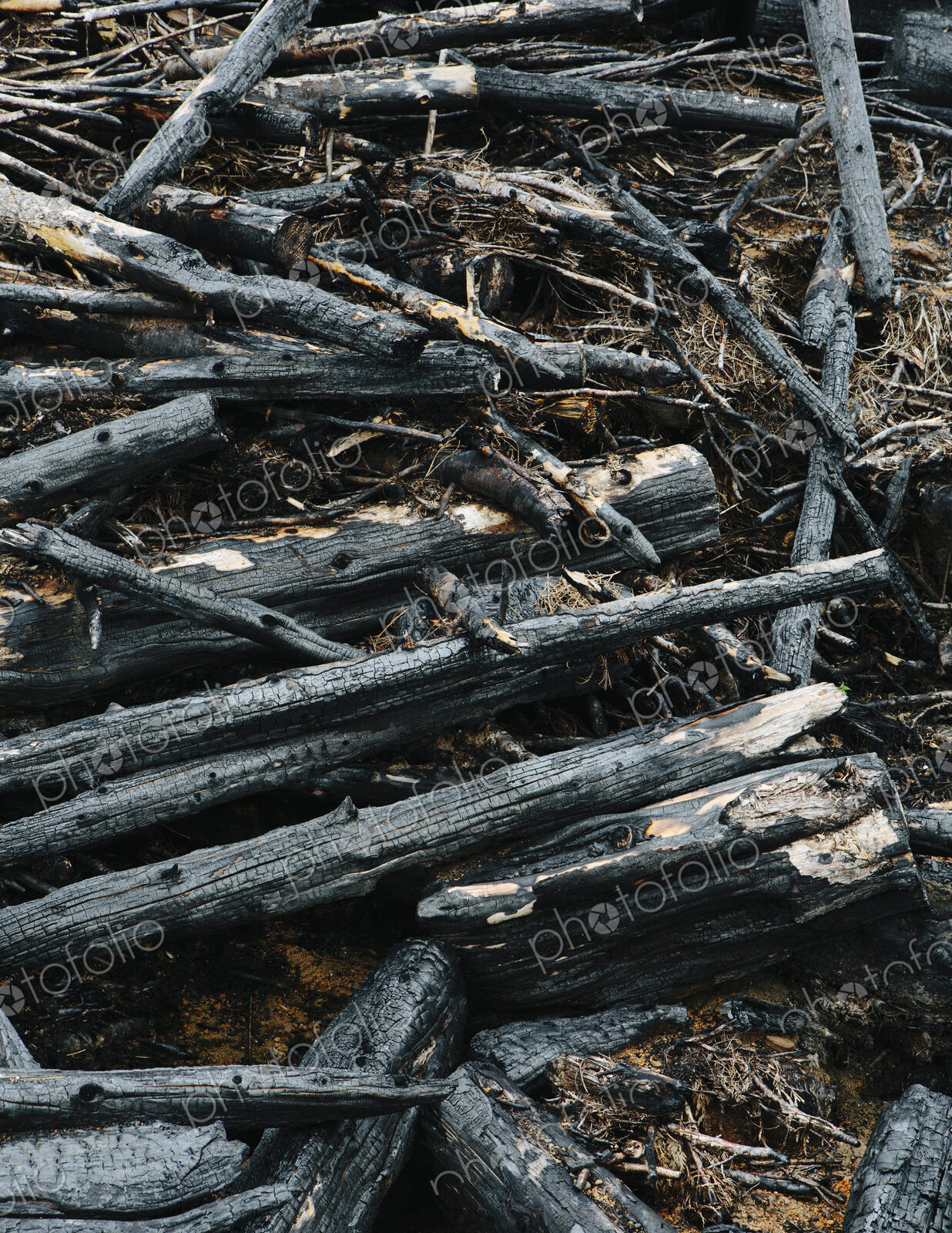 Burned logs and debris from clear cut forest, Olympic NF
