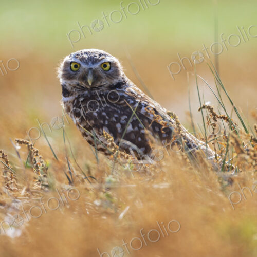 Burrowing Owl, also known as a shoco, Athene cunicularia, perched on the ground at… Burrowing Owl, also known as a shoco, Athene cunicularia, perched on the ground at…