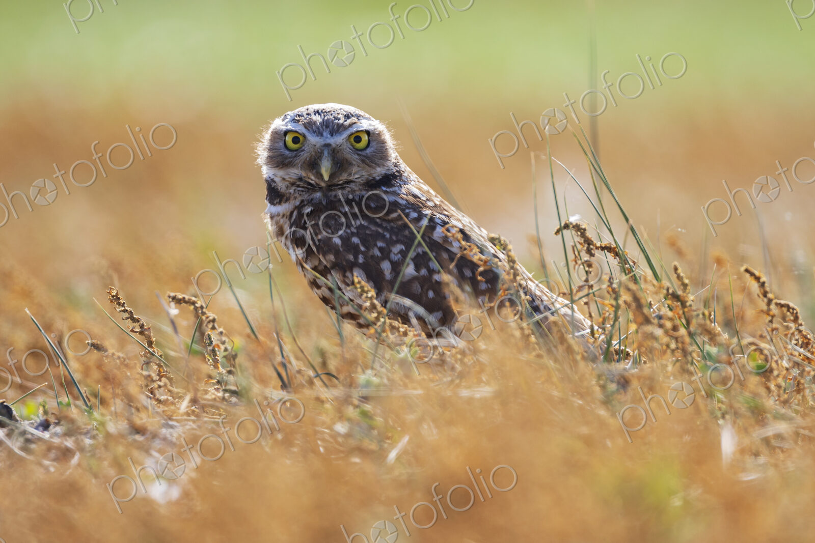 Burrowing Owl, also known as a shoco, Athene cunicularia, perched on the ground at…