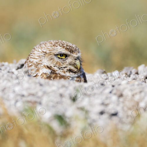 Burrowing Owl, athene cunicularia, with its head above the ground, in a burrow in… Burrowing Owl, athene cunicularia, with its head above the ground, in a burrow in…
