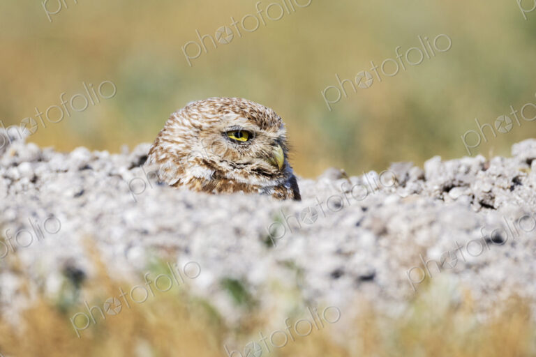 Burrowing Owl, athene cunicularia, with its head above the ground, in a burrow in…