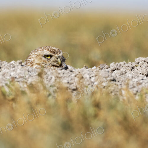 Burrowing Owl, athene cunicularia, with its head above the ground, in a burrow in… Burrowing Owl, athene cunicularia, with its head above the ground, in a burrow in…
