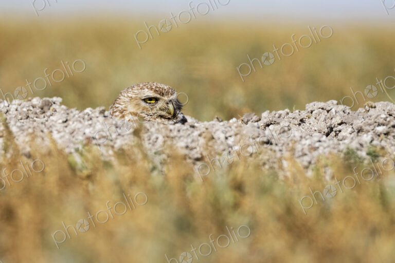 Burrowing Owl, athene cunicularia, with its head above the ground, in a burrow in…