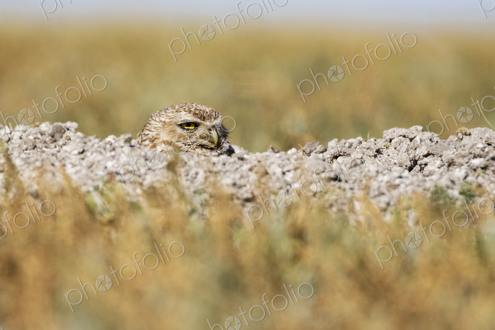 Burrowing Owl, athene cunicularia, with its head above the ground, in a burrow in…