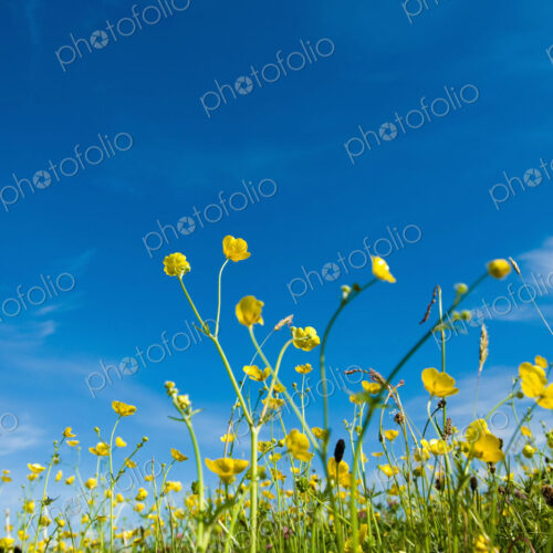 Buttercups flowering in grass in summer. Buttercups flowering in grass in summer.