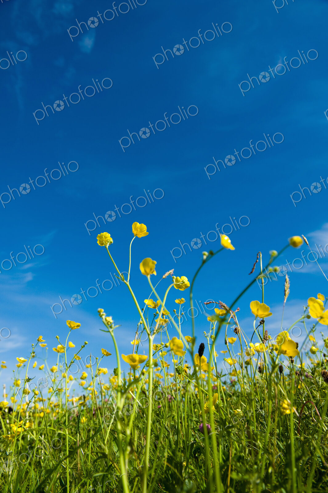 Buttercups flowering in grass in summer.