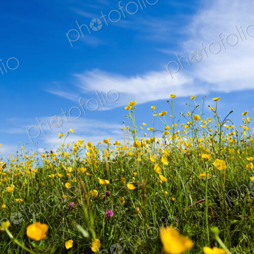 Buttercups flowering in grass in summer. Buttercups flowering in grass in summer.