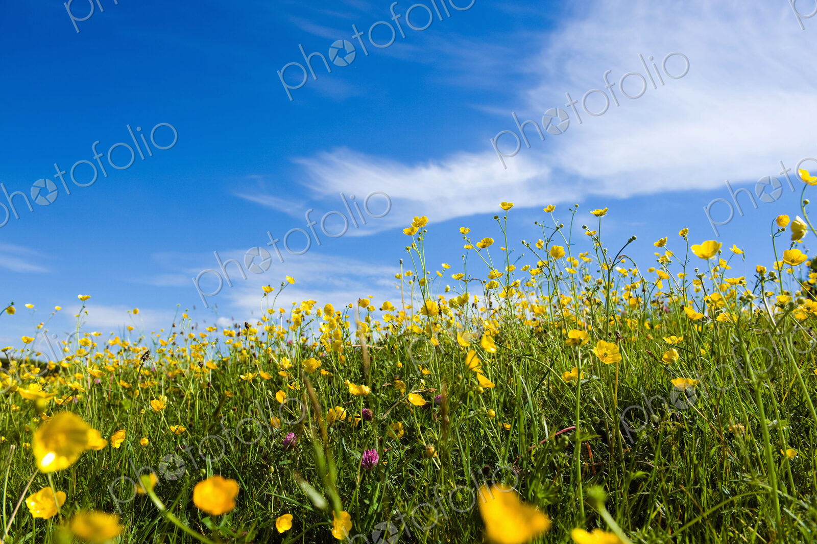 Buttercups flowering in grass in summer.