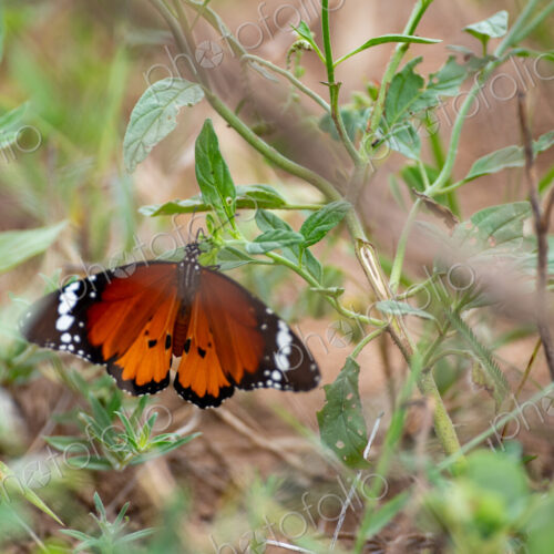 Butterfly, Danaus chrysippus, Adult. Orange and black butterfly resting on green… Butterfly, Danaus chrysippus, Adult. Orange and black butterfly resting on green…