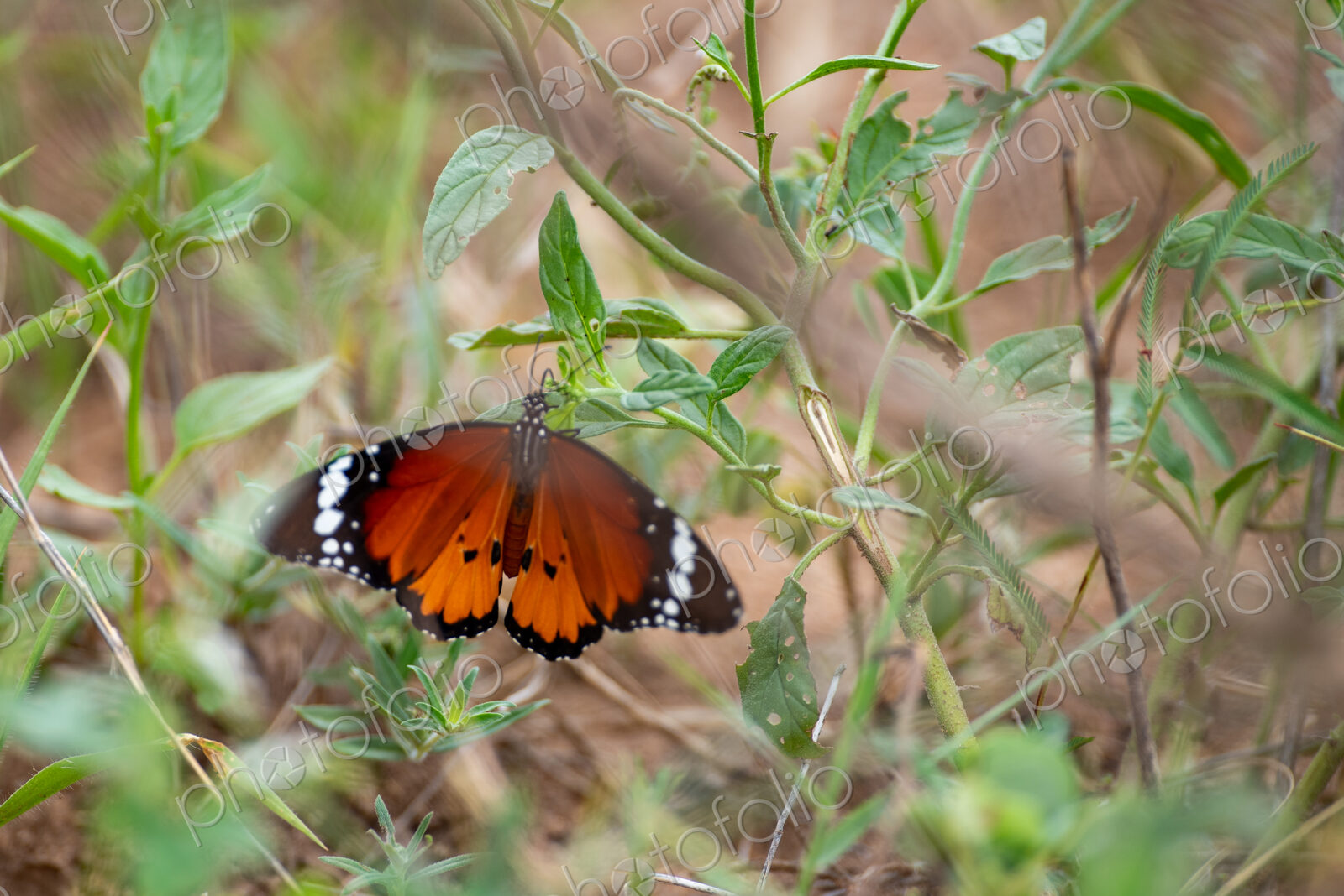 Butterfly, Danaus chrysippus, Adult. Orange and black butterfly resting on green…