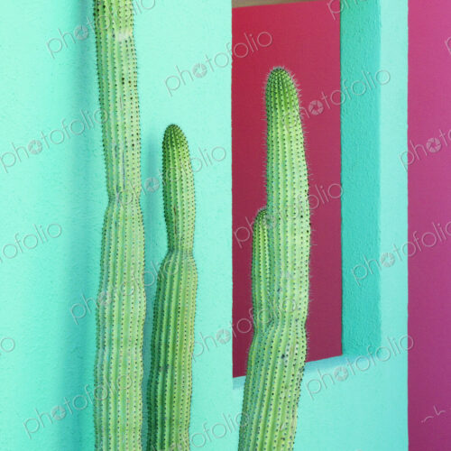 Cacti Plants Next to a Colorful Wall Cacti Plants Next to a Colorful Wall