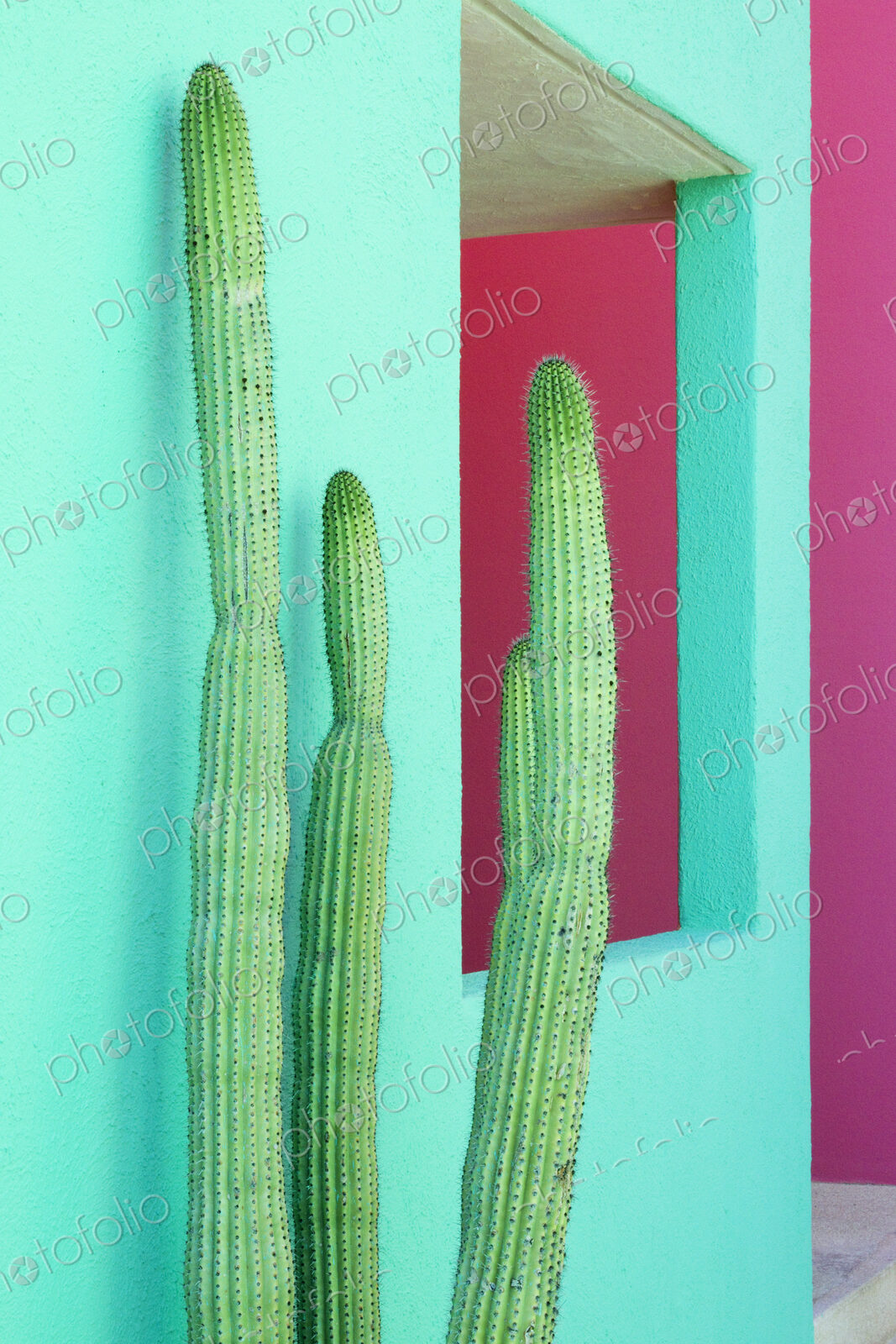 Cacti Plants Next to a Colorful Wall