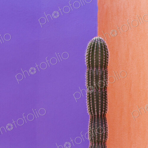 Cactus Against Contrasting Walls Cactus Against Contrasting Walls