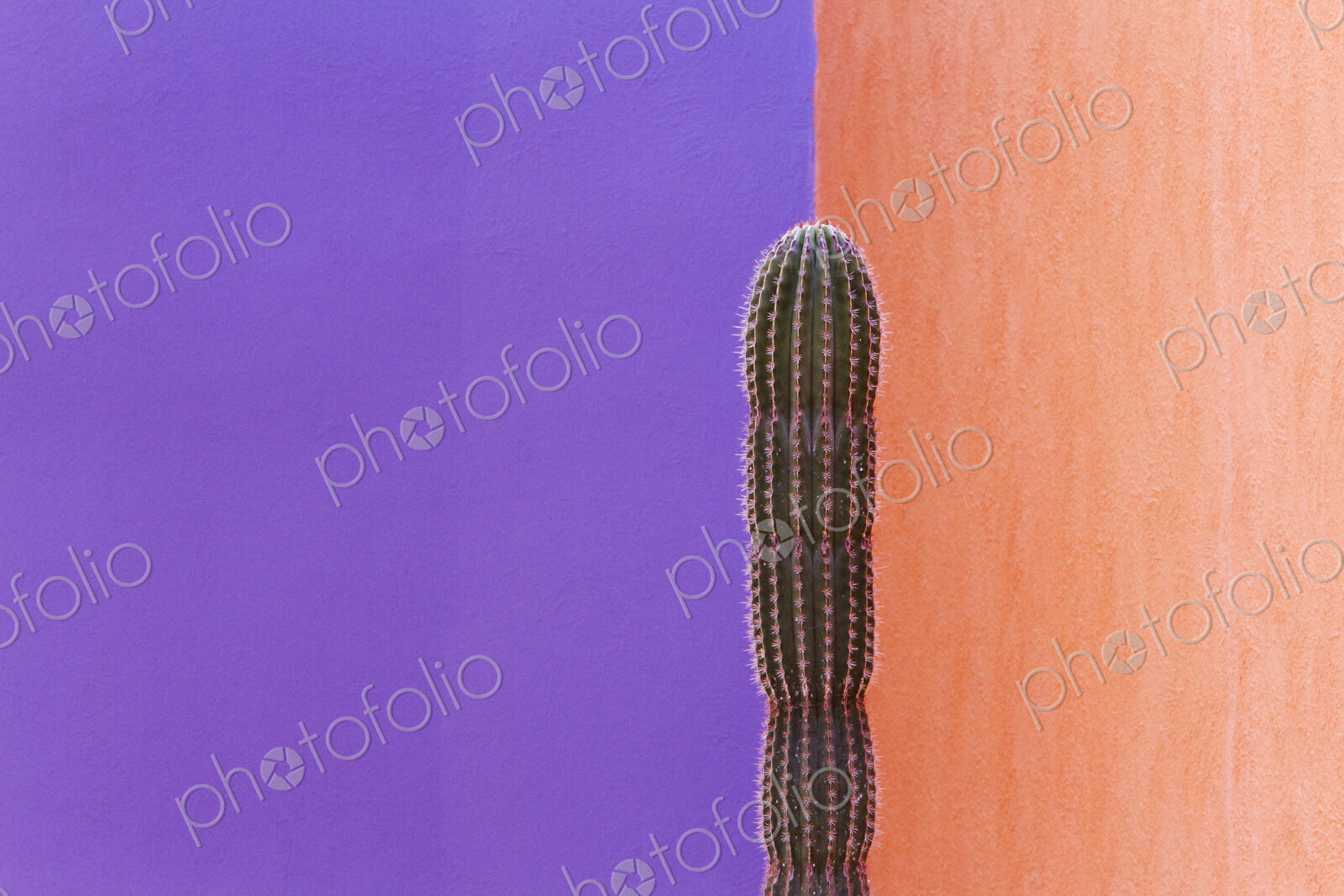 Cactus Against Contrasting Walls