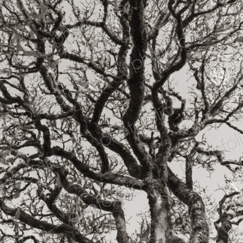 California live oak tree (Quercus agrifolia) California live oak tree (Quercus agrifolia)