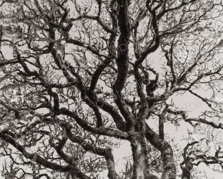 California live oak tree (Quercus agrifolia)