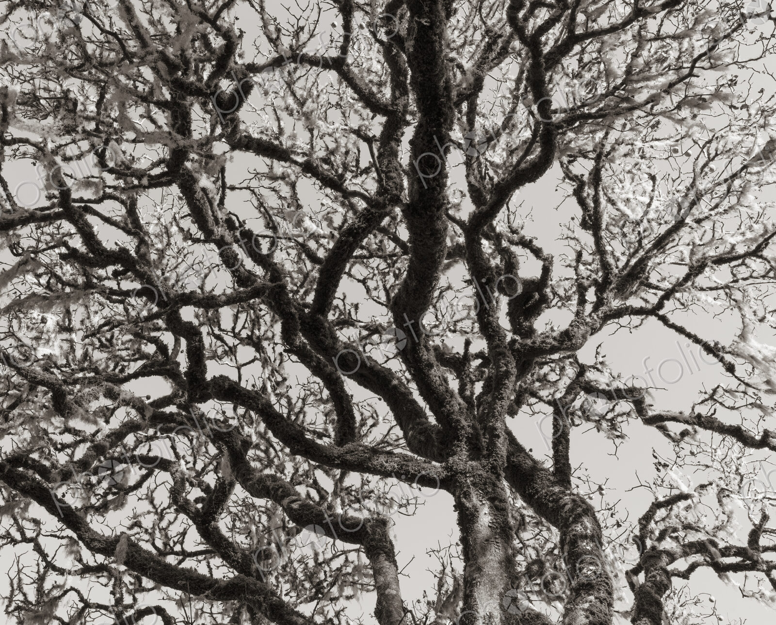 California live oak tree (Quercus agrifolia)