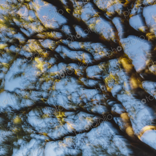 California live oak tree (Quercus agrifolia) California live oak tree (Quercus agrifolia)