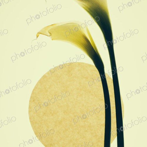 Calla lily flowers and a circle on a cream background.