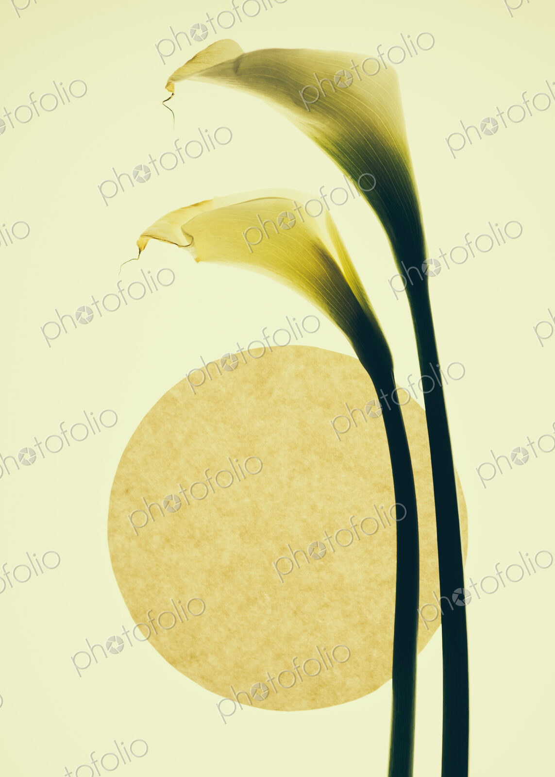 Calla lily flowers and a circle on a cream background.