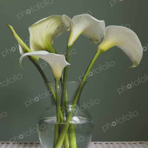 Calla lily still life Calla lily still life