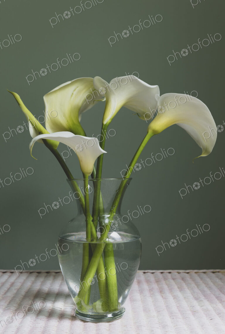 Calla lily still life