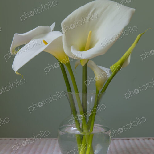 Calla lily still life Calla lily still life
