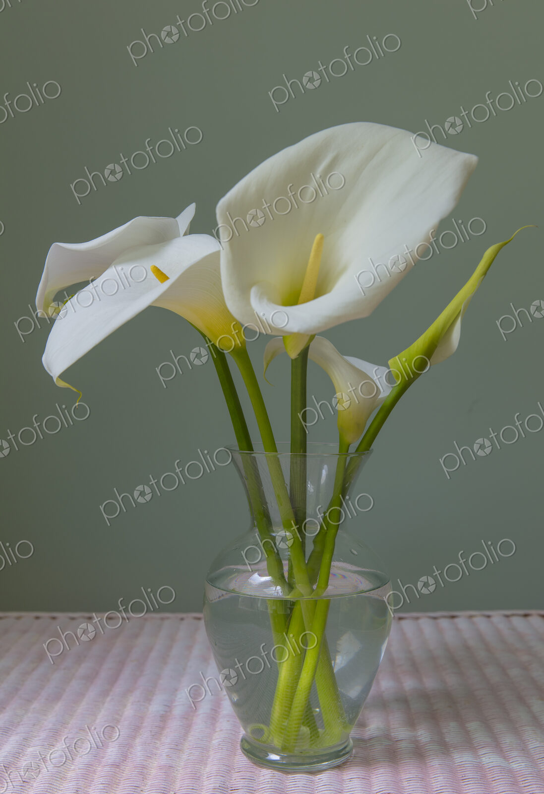 Calla lily still life