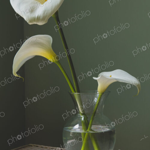 Calla lily still life Calla lily still life