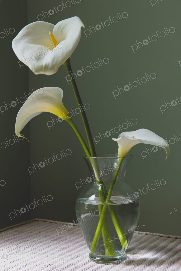 Calla lily still life