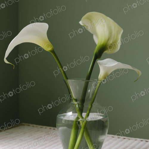 Calla lily still life Calla lily still life